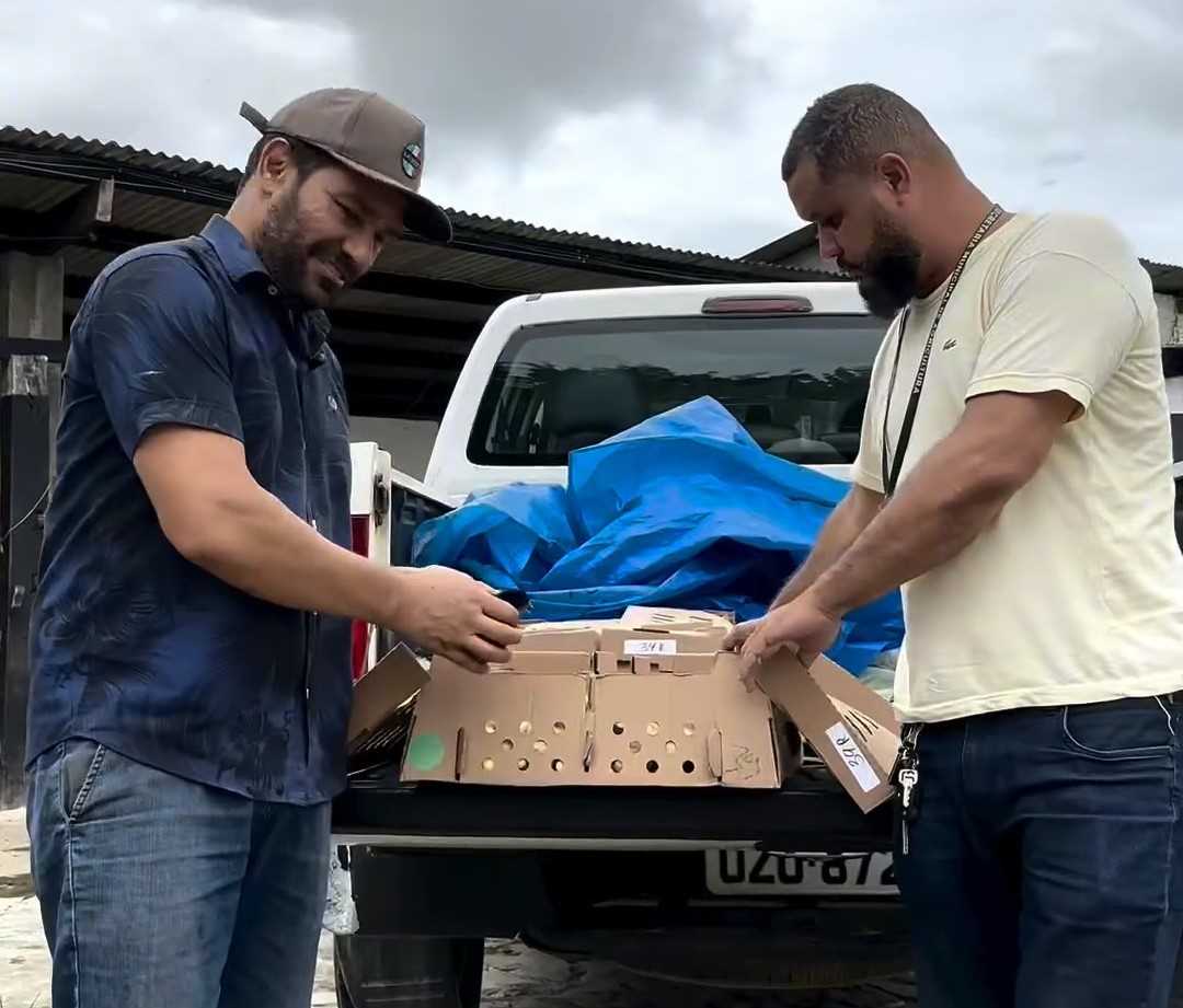 Camacã: Prefeitura distribui cerca de 1.300 pintainhos para produtores do Programa Criação de Galinha Caipira